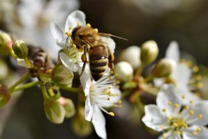 Bijensterfte sporadisch gelinkt aan gewasbeschermingsmiddelen