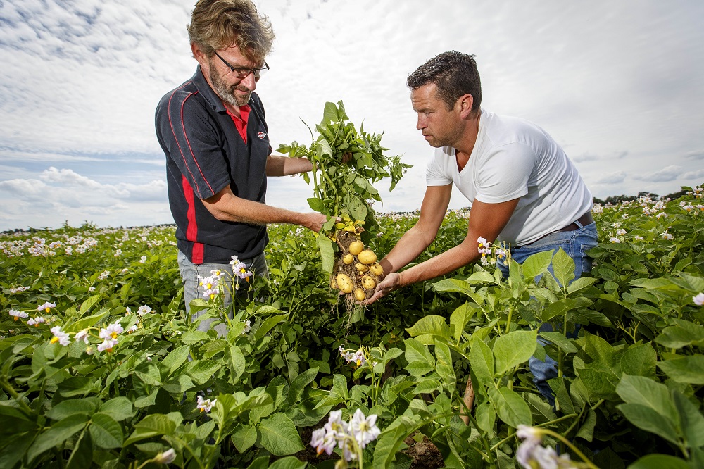 Albert Heijn versterkt samenwerking met Nederlandse groentetelers