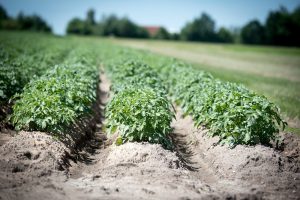 Vijf meetlocaties volgen Phytophthora-sporen in de lucht