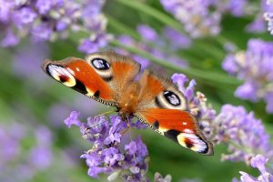 Meer dan 80 boeren tellen dit jaar vlinders