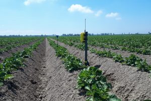 Delphy start succesvolle proef irrigatie op basis van data