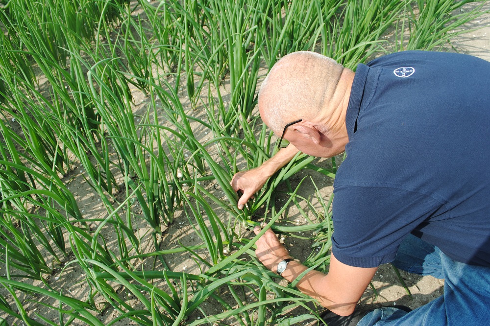 Simon Jensma legt valse meeldauw bloot in uien