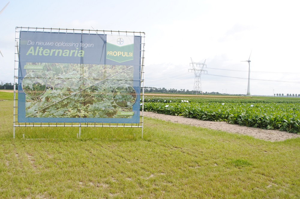Bayer zet Propulse in schijnwerpers als oplossing tegen alternaria
