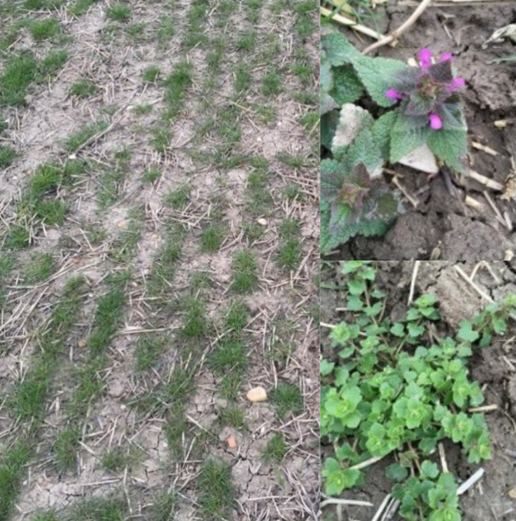 Foto links : Werd behandeld met AZ 500. Foto rechts : Wanneer niet behandeld met AZ 500 zien we meer onkruiden zoals paarse dovenetel en ereprijs.