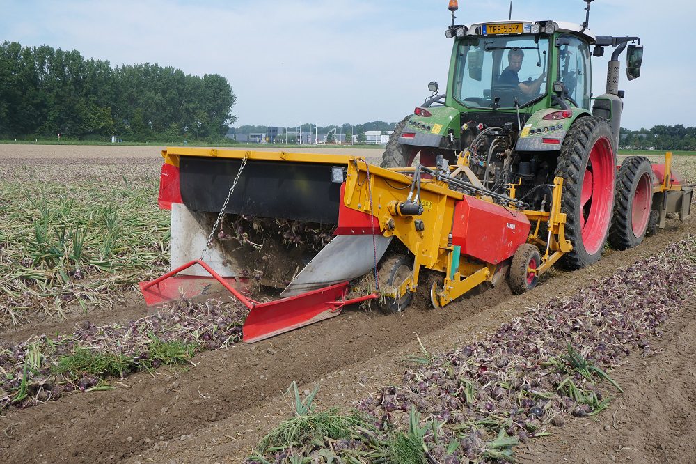 Uienoogst 2021: ‘Red Tide’ gedijt goed op ruggenteelt