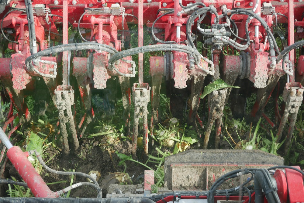 De bieten worden gelift door de onafhankelijk roterende bewegende rooischaren   