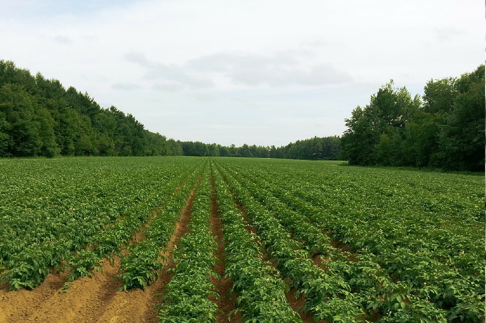 Aardappelsector vreest voor aardappelmoeheid door wijziging EU
