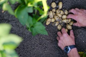 Online aardappelcalculator biedt afnemers duurzame rassen op maat