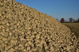 Lage opbrengst suikerbieten
