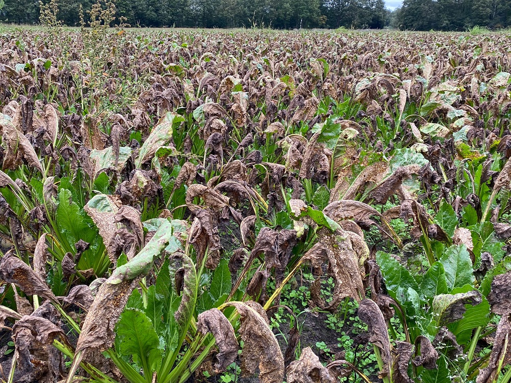 “Behoud van suikeropbrengst en maximale bladgezondheid”