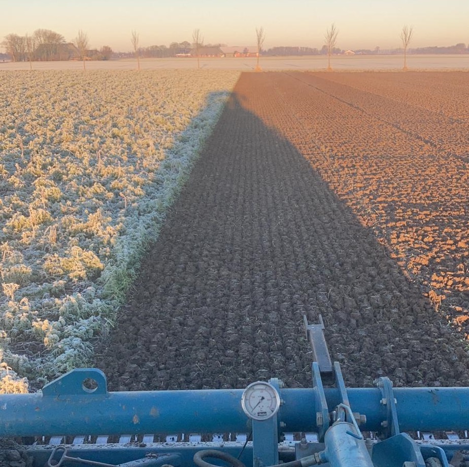 Uienland klaarleggen over de vorst 