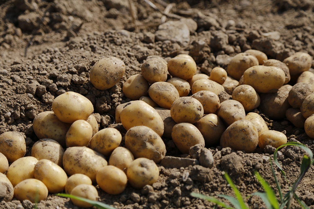 Prijzen in aardappelketen hoger dan vorig jaar