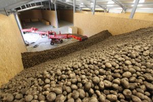 Voorraad aardappelen 12 procent lager dan langjarig gemiddelde