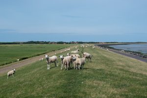 Waddenfonds kent 1 miljoen subsidie toe voor project landbouw op Terschelling