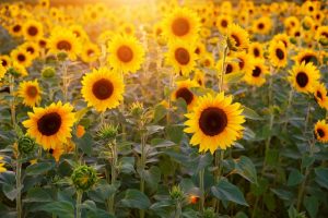 84 procent van ingevoerde zonnebloemolie in 2021 kwam uit Oekraïne