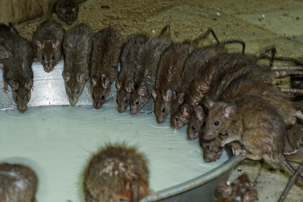 Muizen en rattenbeheersing vanaf 2023