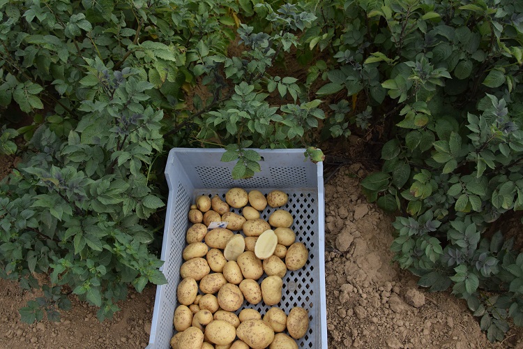 geelvlezige aardappelen