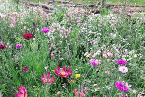 Zweefvlieglarven spelen belangrijke rol als trips-bestrijders op uien