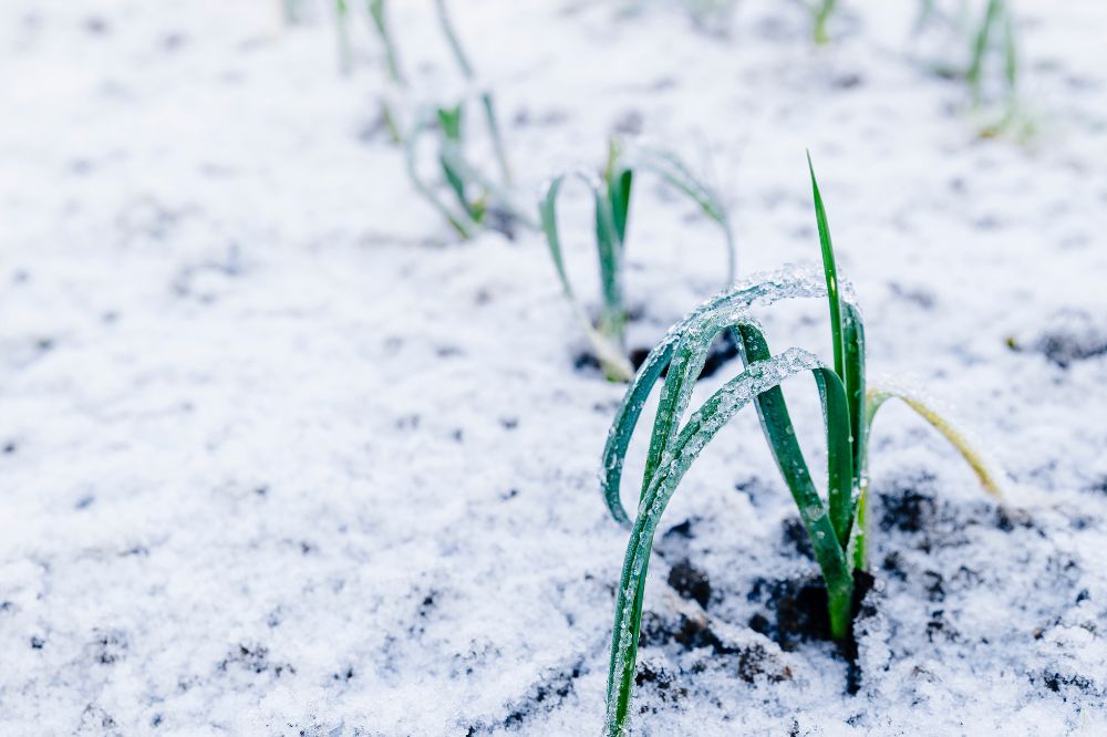 Extra aandacht voor winterprei