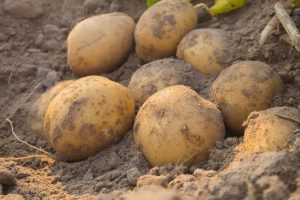 Goedkopere aardappelen consument, telersprijs stijgt