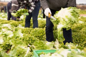 Cao Open Teelten wijzigt: 8% loonsverhoging voor werknemers