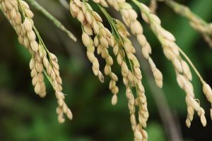 Plantaardig eiwit van Nederlandse eiwitboeren 'gewild maar onbekend'