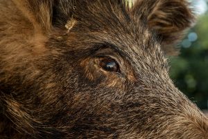 Pro­vin­cie Lim­burg opent sub­si­die­re­ge­ling om scha­de door wil­de die­ren te voor­ko­men