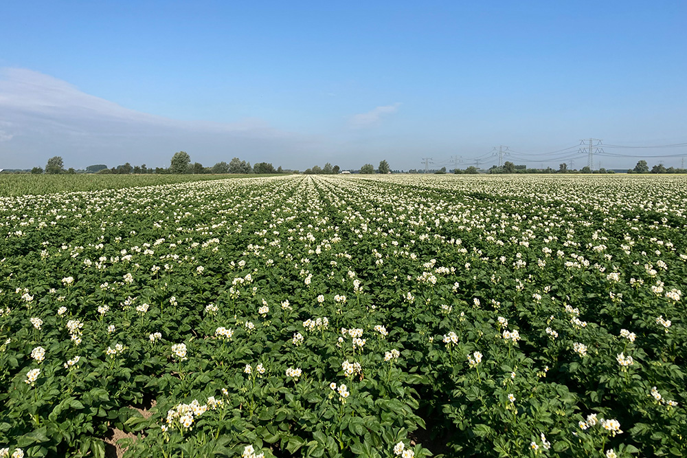 Aardappelopbrengsten