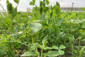 Akkerbouwbedrijf - Akkerbouwers gebruiken 18% minder kunstmest door klavers