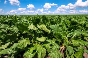 Akkerbouwbedrijf - Cosun benoemt Geert-Jan Beijering als Directeur Cosun Biobased