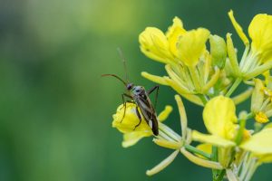 Bladluiswaarschuwingsdienst