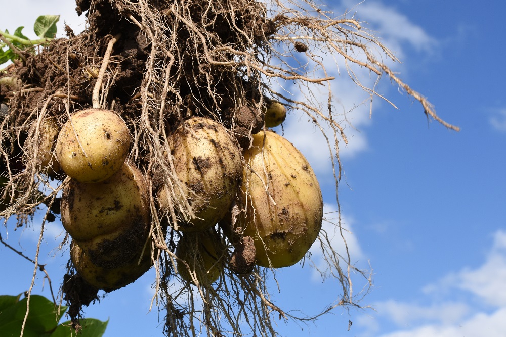 Agrico verwacht een aanzienlijk hogere aardappelprijs te realiseren