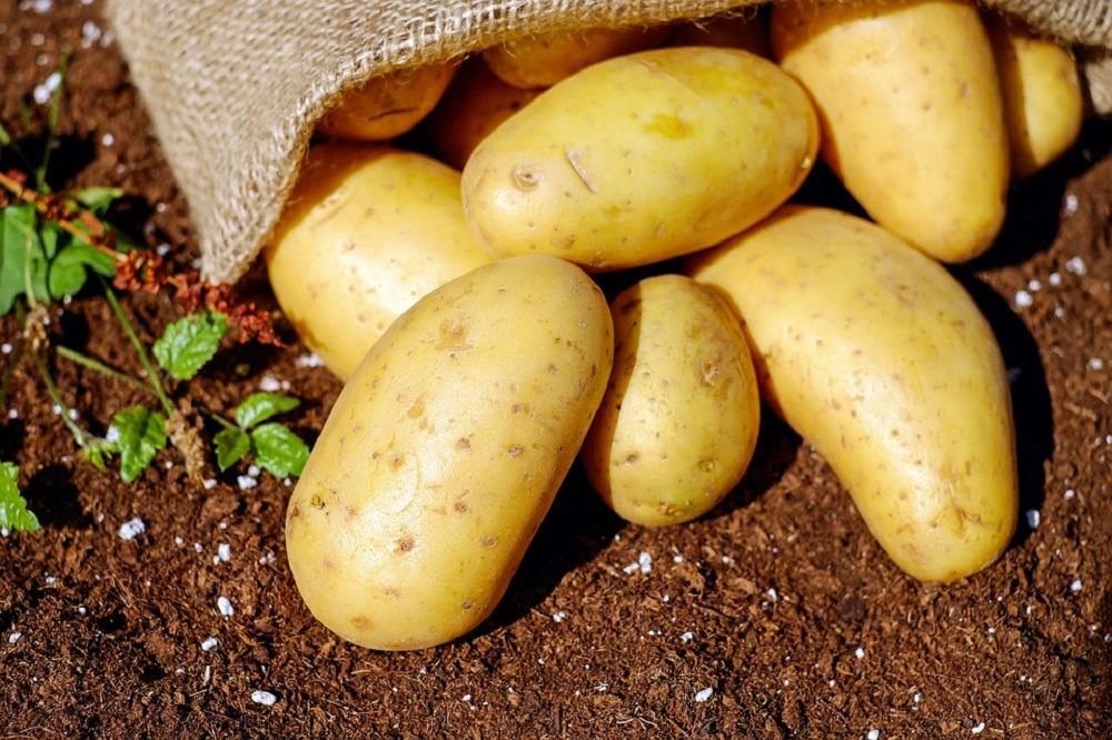 aardappelprijs aardappelproducten weer duurder telersprijs hoger