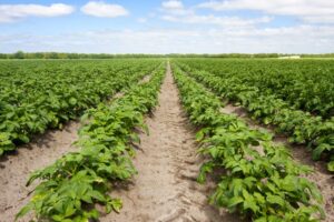 Naar een datagedreven AgriFood sector