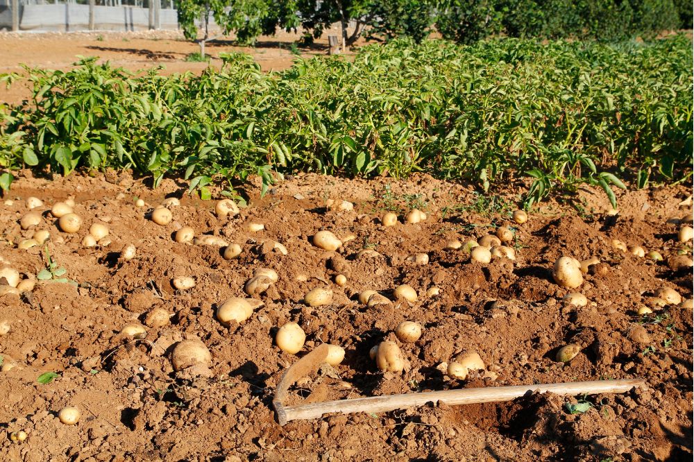 Hybride aardappel