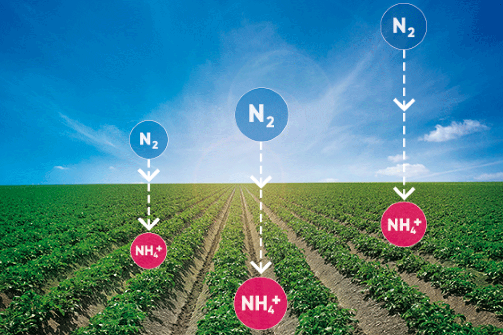 BlueN in aardappelen