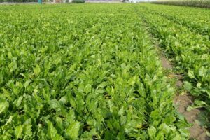 metingen infectiewaarden