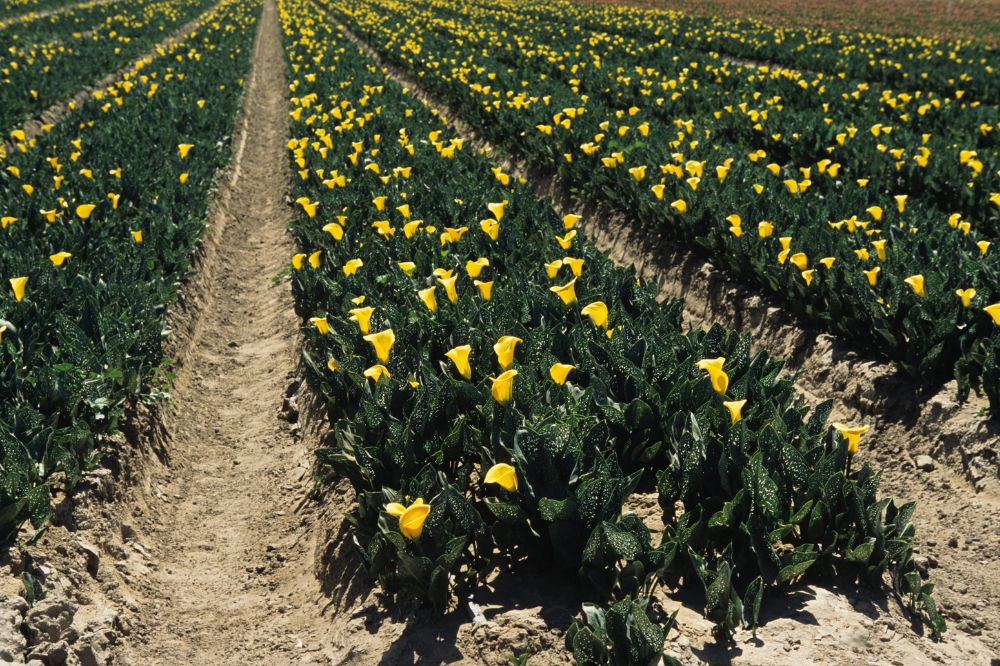 Gewasbescherming lelieteelt