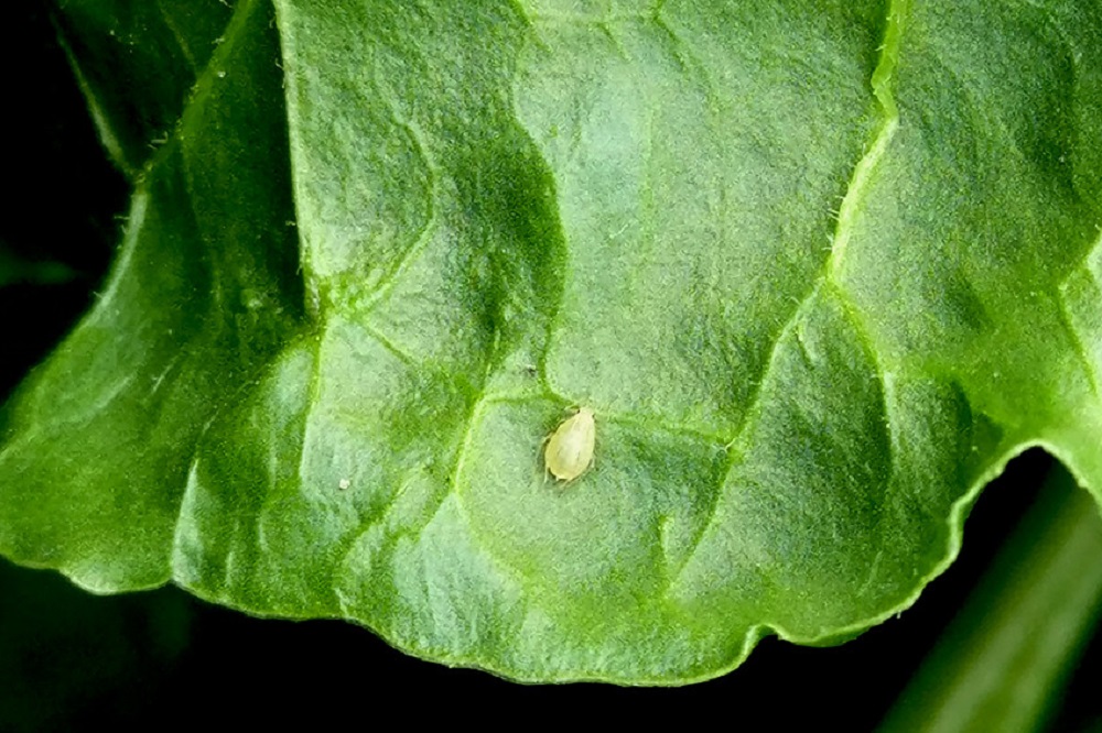 Bladluiswaarschuwing