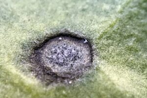 Actuele bladschimmelsituatie: Cercospora gevonden op Noordelijk dal/veen, Noordelijk zand en in Gelderland en roest in Oost-Brabant