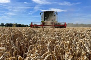 Champion wintertarwe