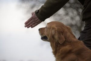 Nimrod: 50ste editie NK voor apporterende jachthonden