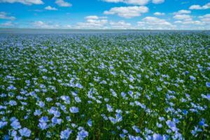 Vezelgewassen bieden landbouw en bouw duurzaam perspectief