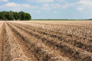 Loofdoding pootaardappelen: wat is de beste aanpak? 1