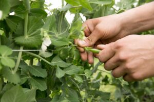 Proeflocatie AgroProeftuin de Peel mag 10 jaar doorgaan