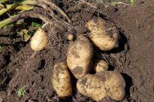 20 procent hogere aardappelopbrengst dankzij ondergrondse wateropslag Texel