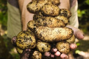 Aardappelen van supermarktketen PLUS standaard biologisch