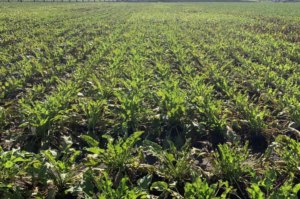 Bladschimmelbestrijding in suikerbieten nu niet meer rendabel