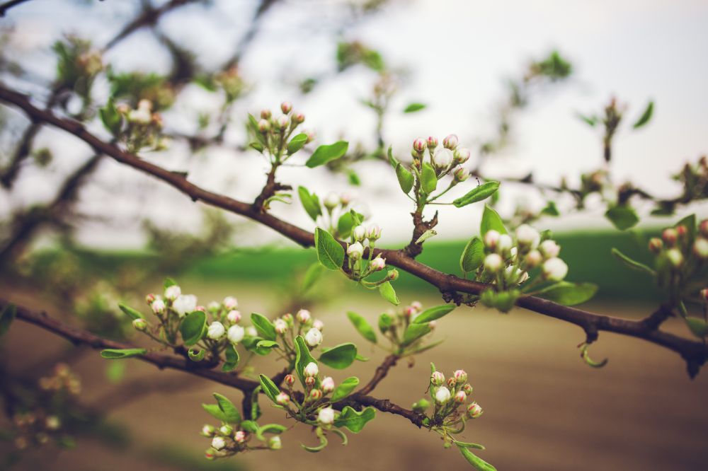PseuPomona belooft bescherming van bloemen aan fruitbomen tegen de vorst