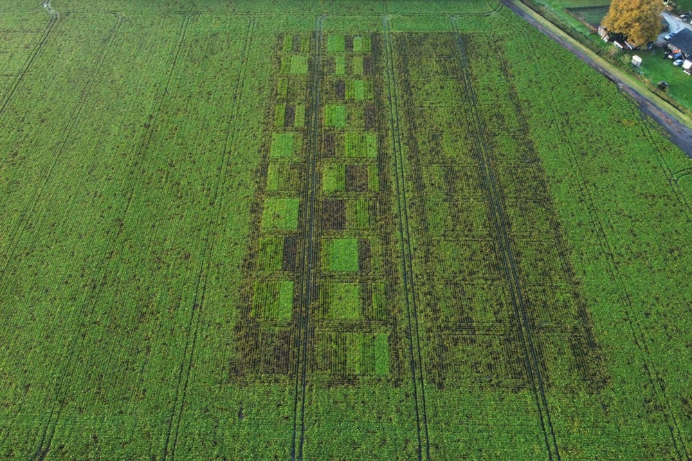 Cercospora bladgezondheid meenemen in de rassenkeuze